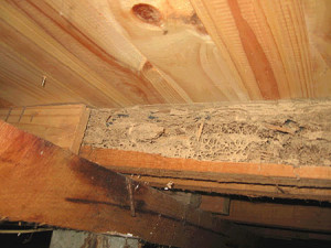 Termite Damage Sub Floor