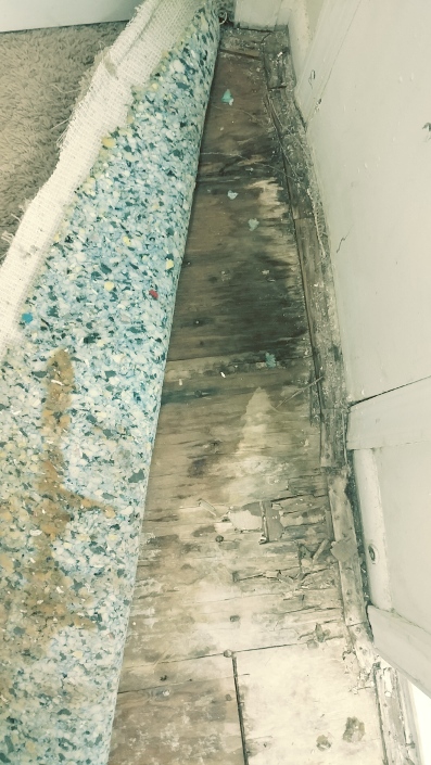 mould growth in subfloor